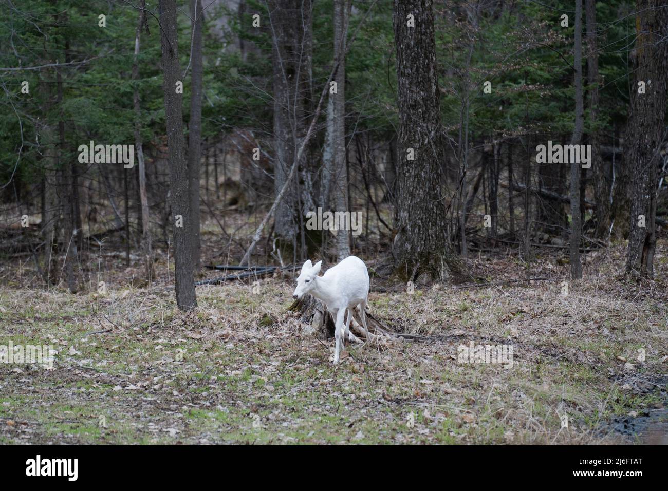 White Albino Deer Walking Through Forest Stock Photo