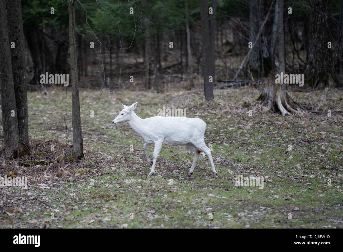 White Albino Deer Walking Through Forest Stock Photo Alamy