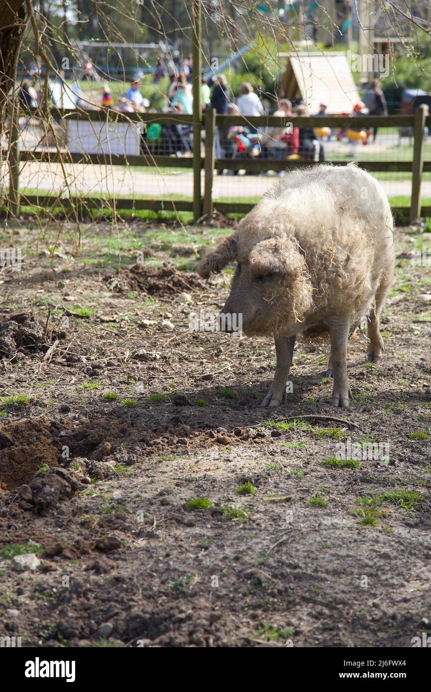 Mangalitsa pig, Whipsnade Zoo, Beds, England. Stock Photo