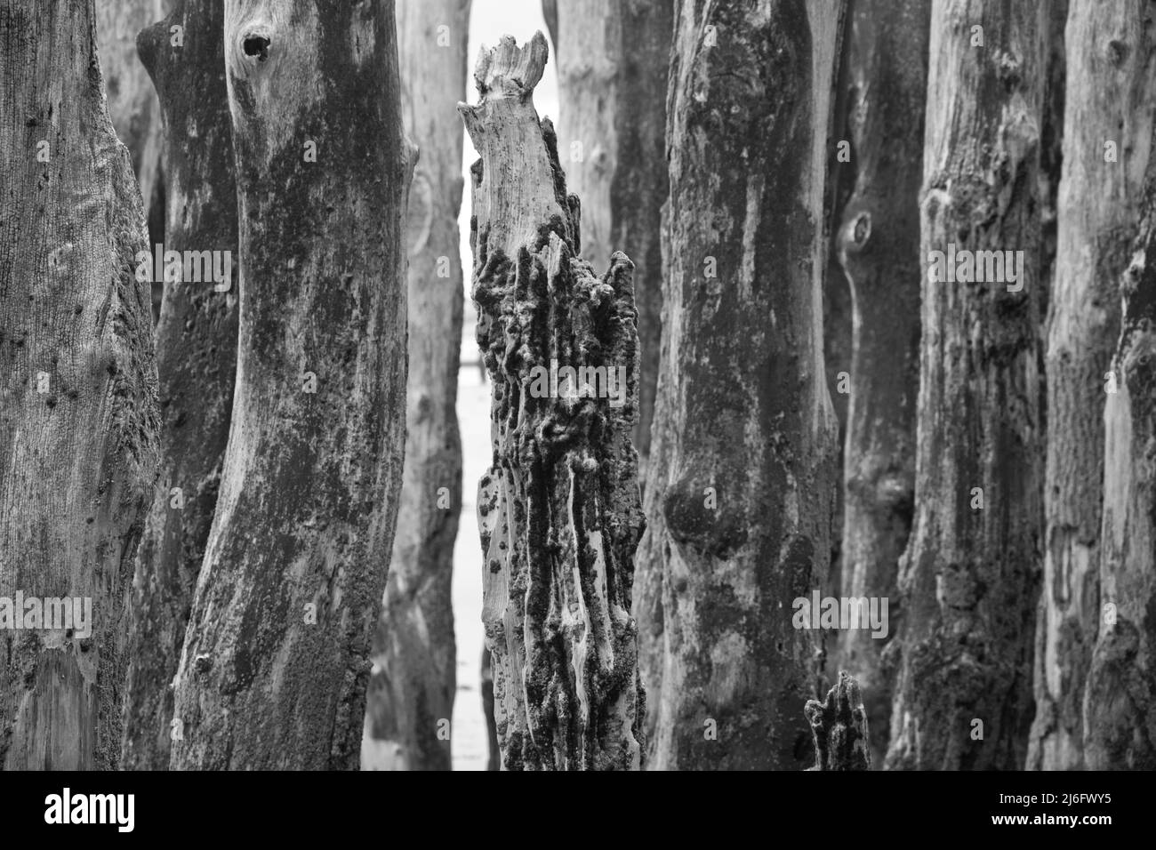 Baumstämme schaffen am Stadtstrand von St. Malo faszinierende Strukturen Stock Photo