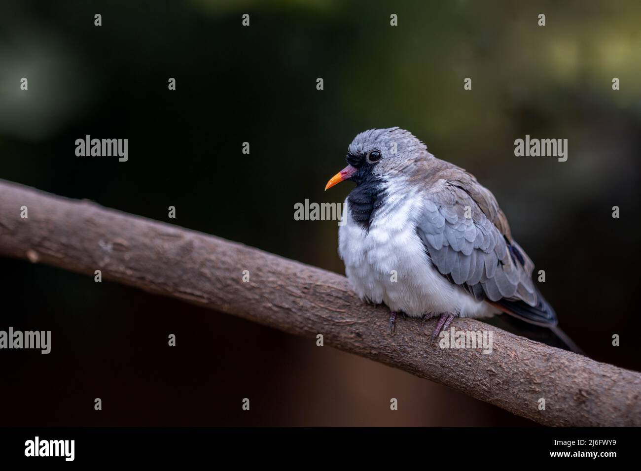 The Sad, Lonely Bird, sitting on a tree branch Stock Photo - Alamy