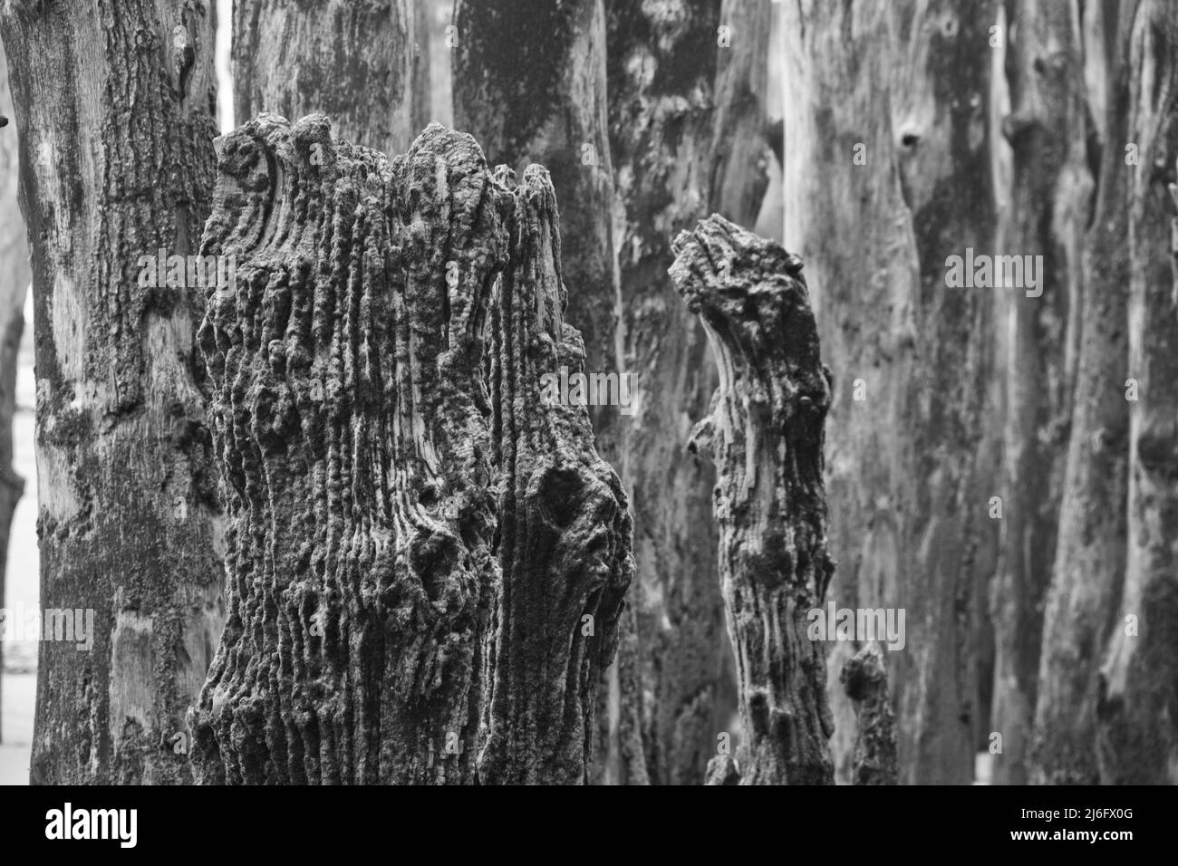 Baumstämme schaffen am Stadtstrand von St. Malo faszinierende Strukturen Stock Photo