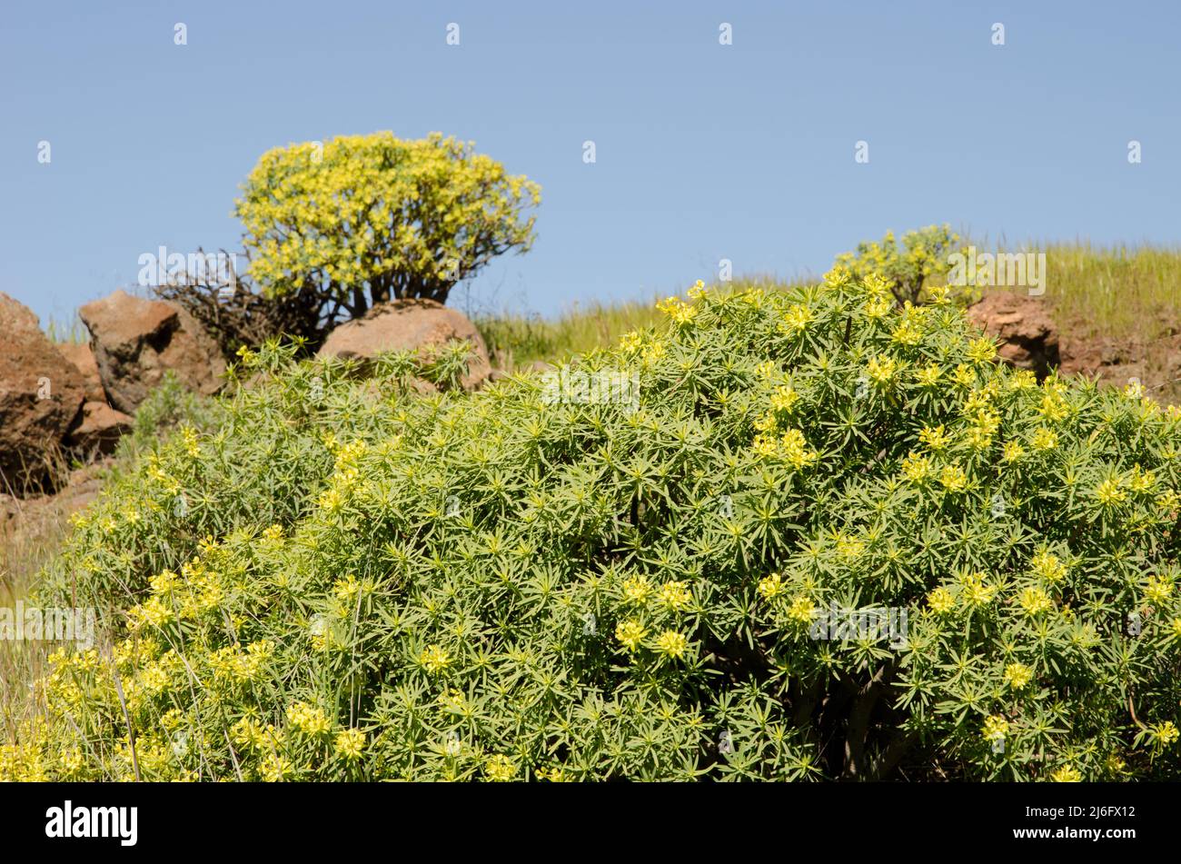 Euphorbia berthelotii shrubs in flower. Los Almacigos. Alajero. La Gomera. Canary Islands. Spain. Stock Photo