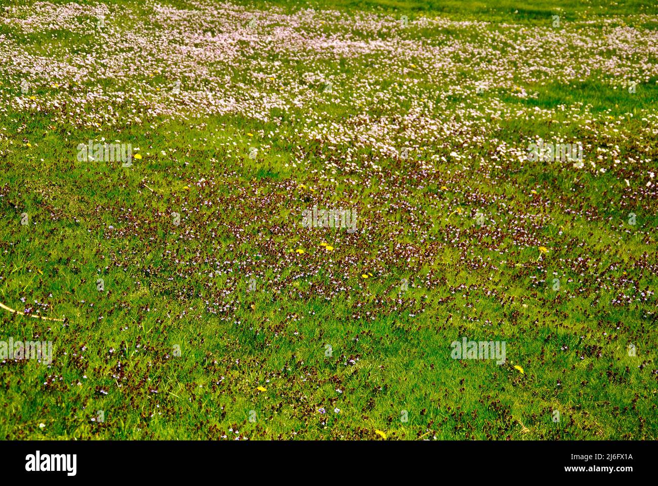 Meadow in bloom with small spring flowers in late April in Lakewood