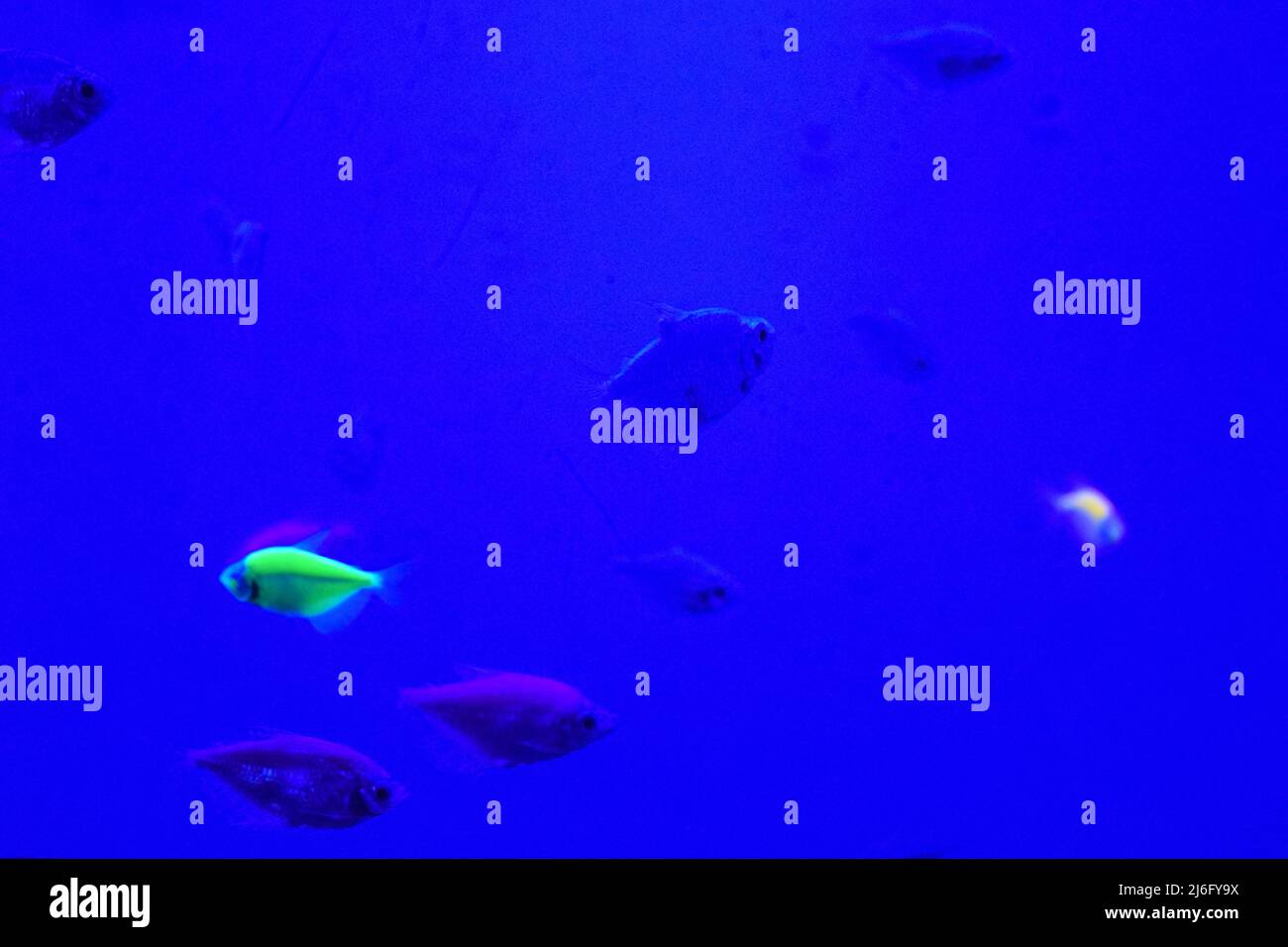 Many small bright cortical fishes in pure blue water swim chaotic Stock Photo