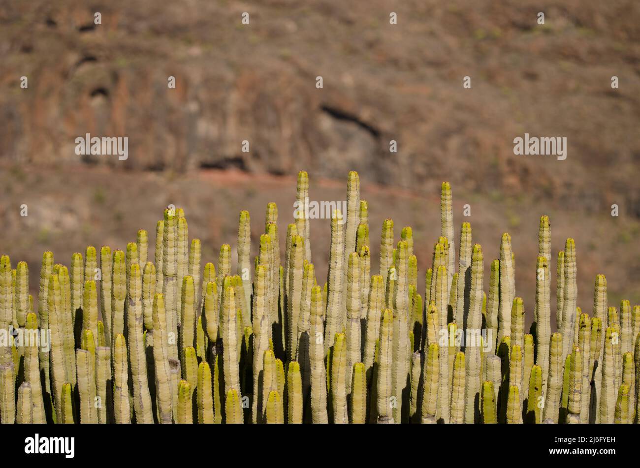 Trunks of Canary Island spurge Euphorbia canariensis. El Repecho. Alajero. La Gomera. Canary Islands. Spain. Stock Photo