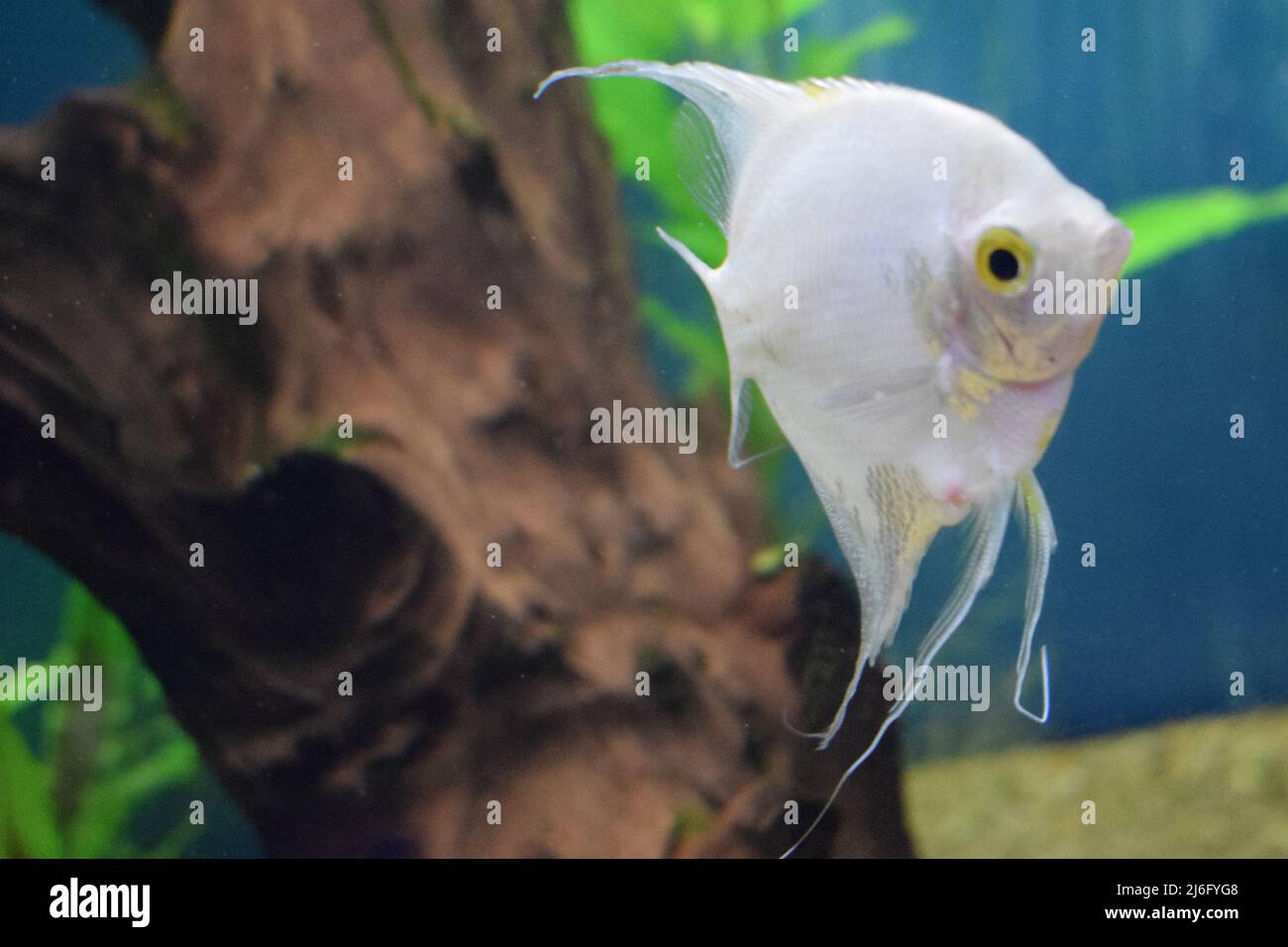 Fresh water planted aquarium with silver angelfish Stock Photo