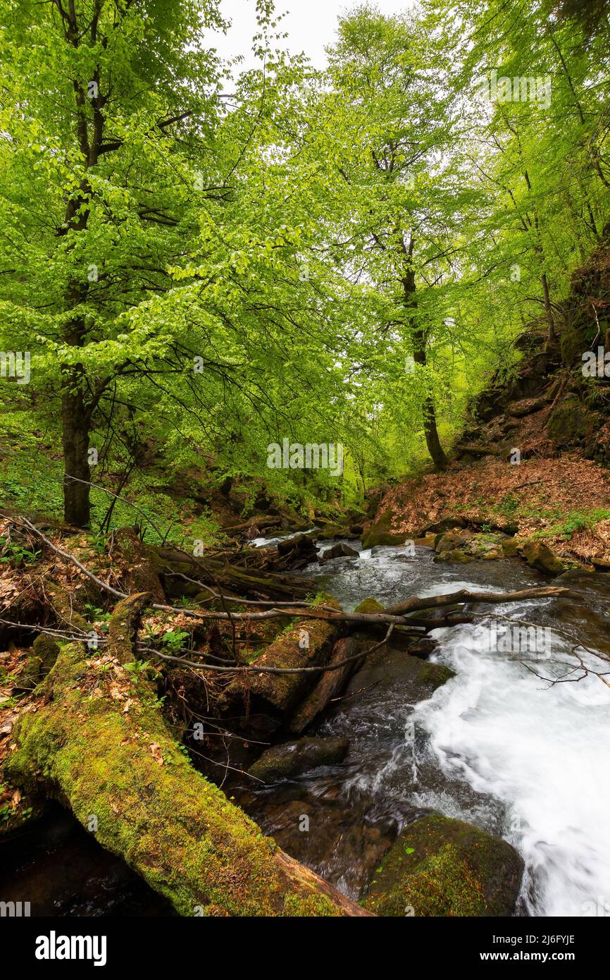 rapid water stream in the park. ancient beech forest in spring ...