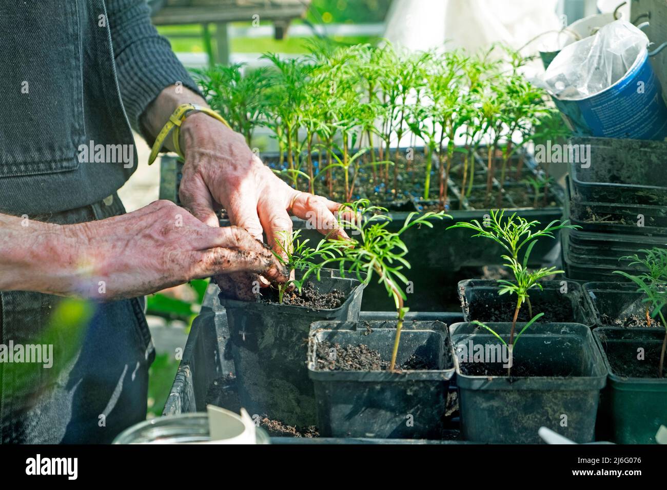 Cosmos seedlings hires stock photography and images Alamy