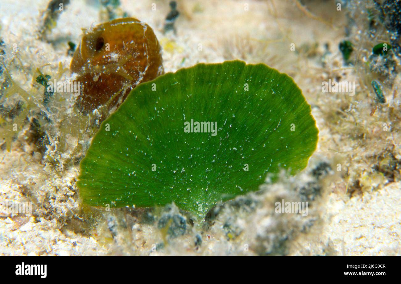 Mermaid Fan Algae, Udotea sp Stock Photo