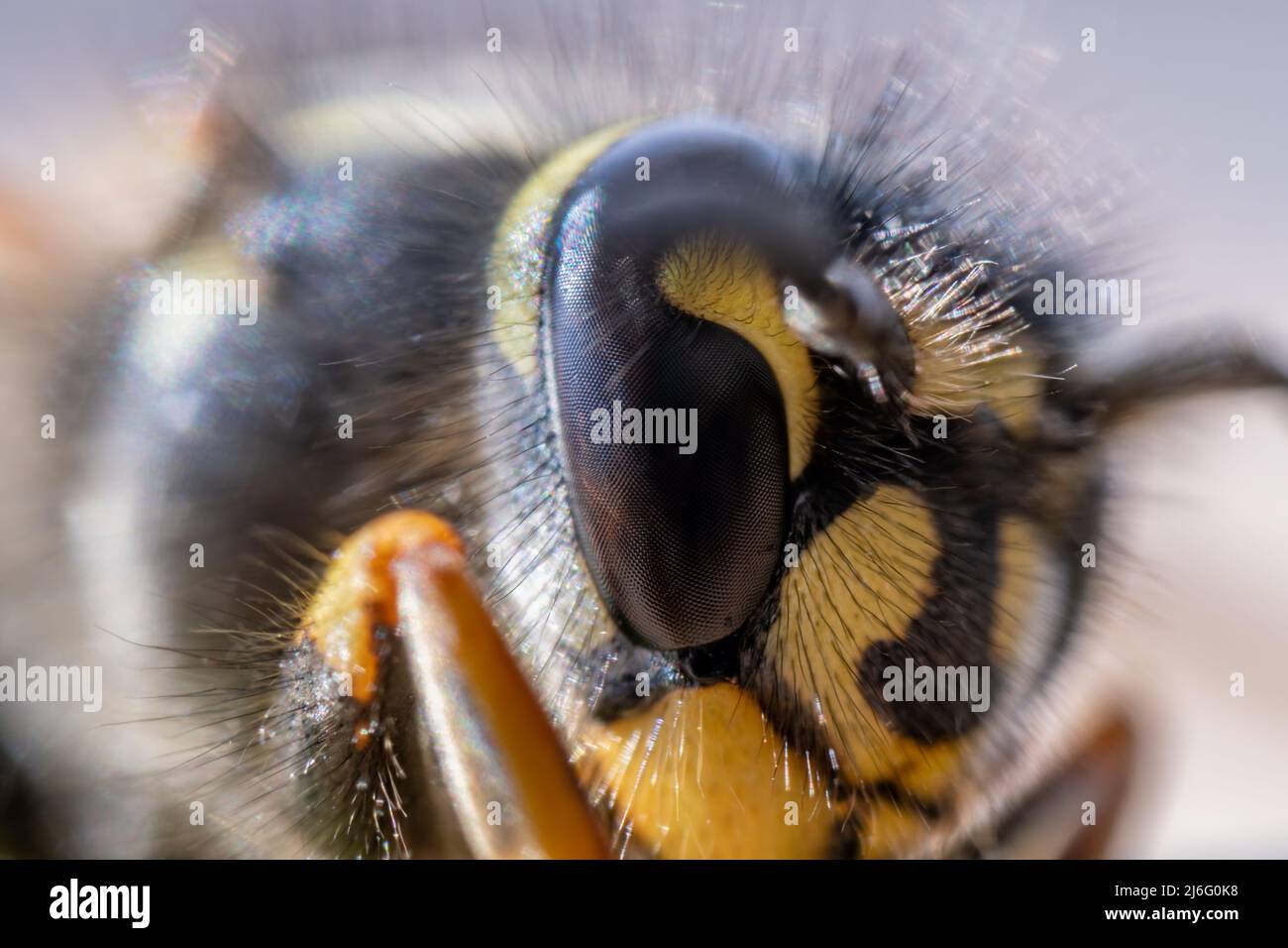 Super macro, extreme close up of a wasp. Stock Photo