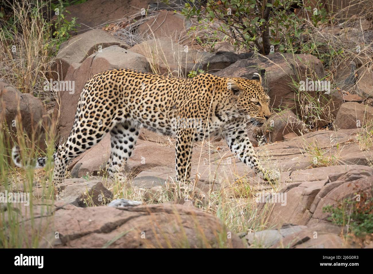 Prowling leopard on the hunt in Kruger national Park, Limpopo, South Africa Stock Photo