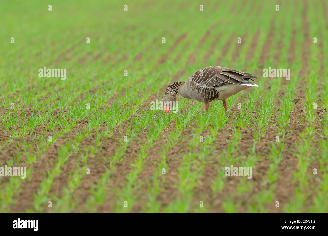 Greylag Goose, Scientific name: Anser anser.  Adult Greylag goose grazing on farmland and causing serious damage to farmers'  crops as they start to a Stock Photo