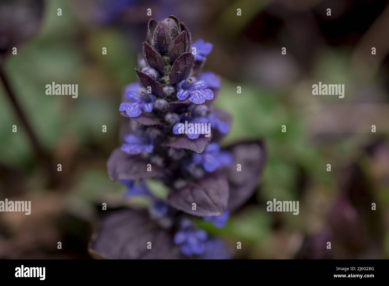 photo of spring flowers on natural  background Stock Photo