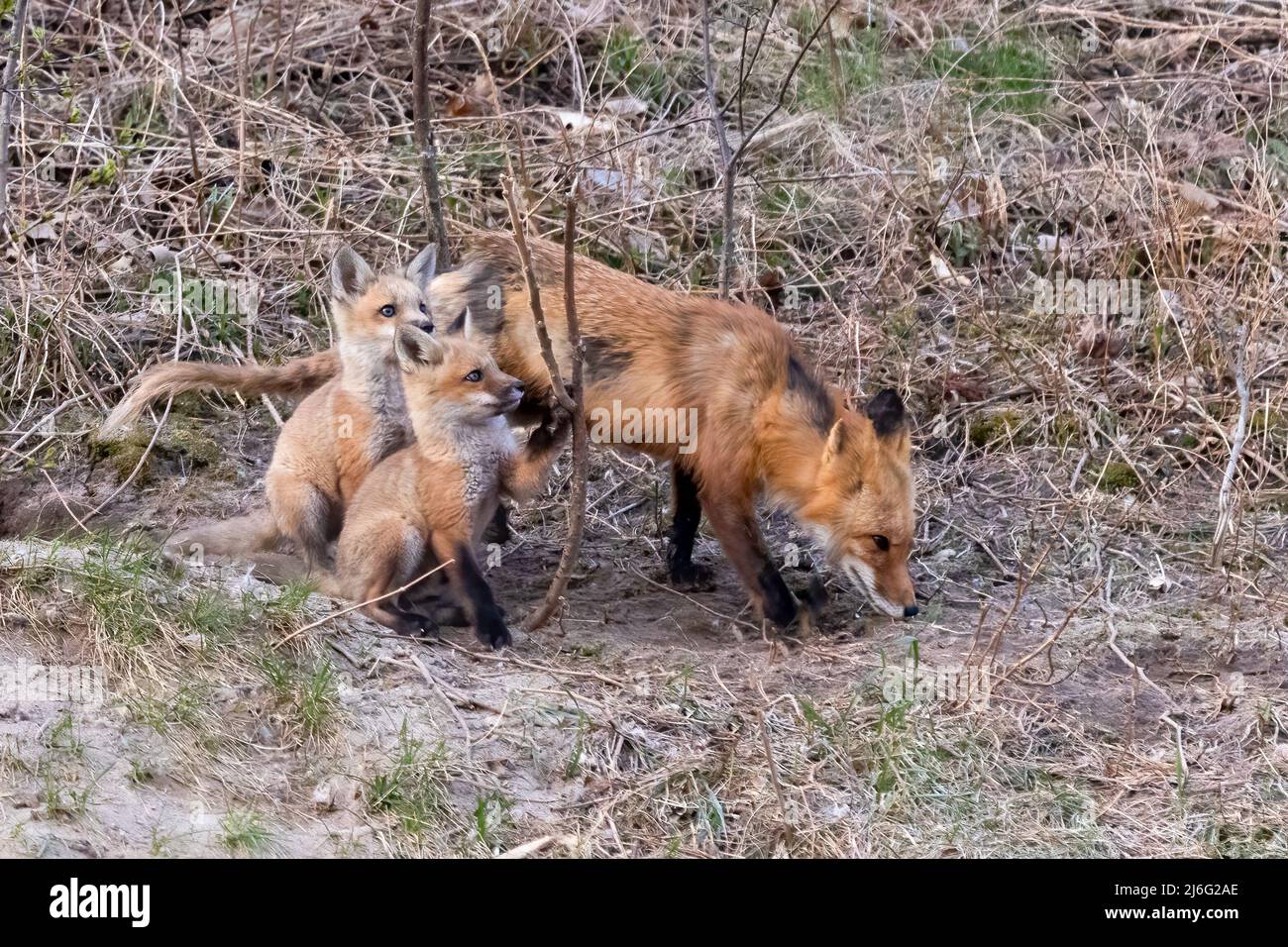 Mother Fox with her Kits Stock Photo - Alamy