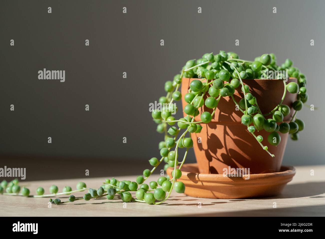 Closeup of Senecio rowleyanus houseplant in terracotta flower pot at