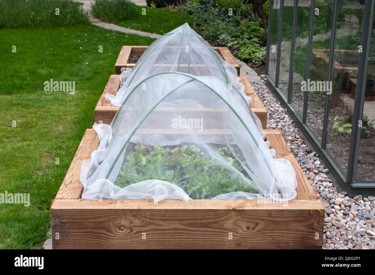Covered raised beds with vegetables growing, photographed in a suburban garden in Northwood, UK