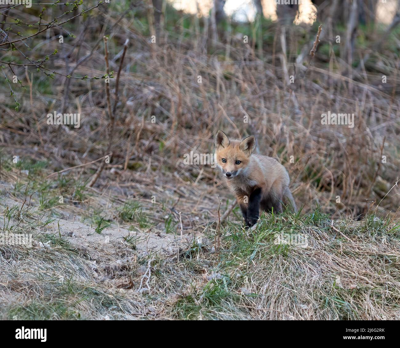 Baby Kit Fox exploring Stock Photo Alamy