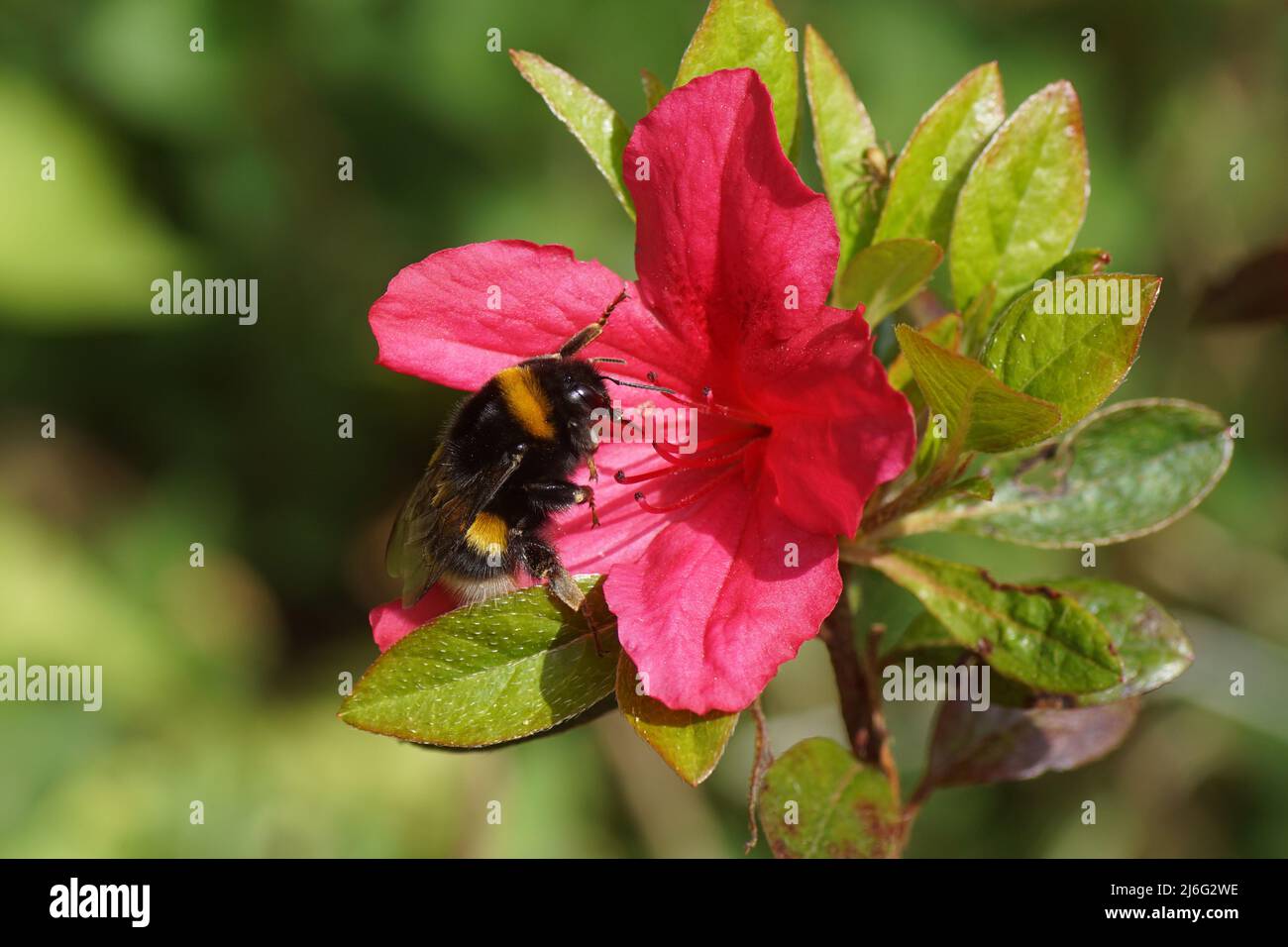 Close up bumblebee species in the Bombus lucorum-complex, family Apidae on flowering Azalea, Rhododendron section Tsutsusi. Subgenus Azaleastrum. Stock Photo