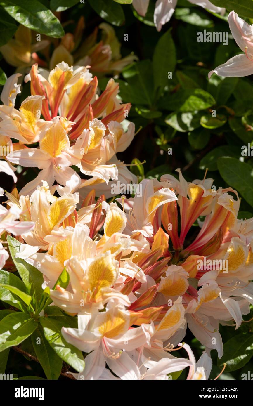 Langley country park in slough hires stock photography and images Alamy