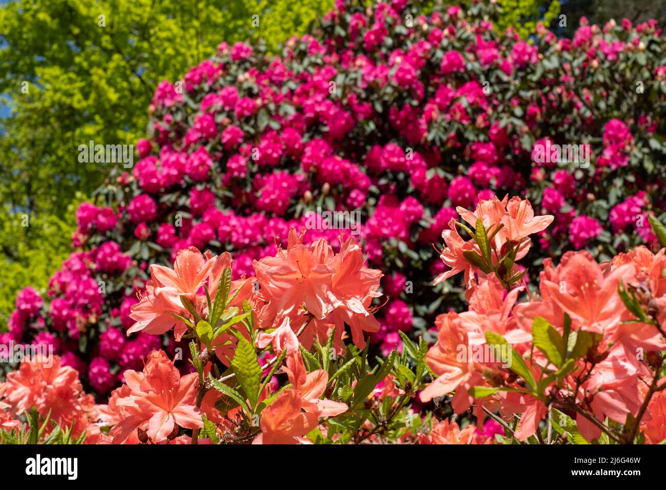 Stunning orange and pink coloured rhododendron flowers, photographed in