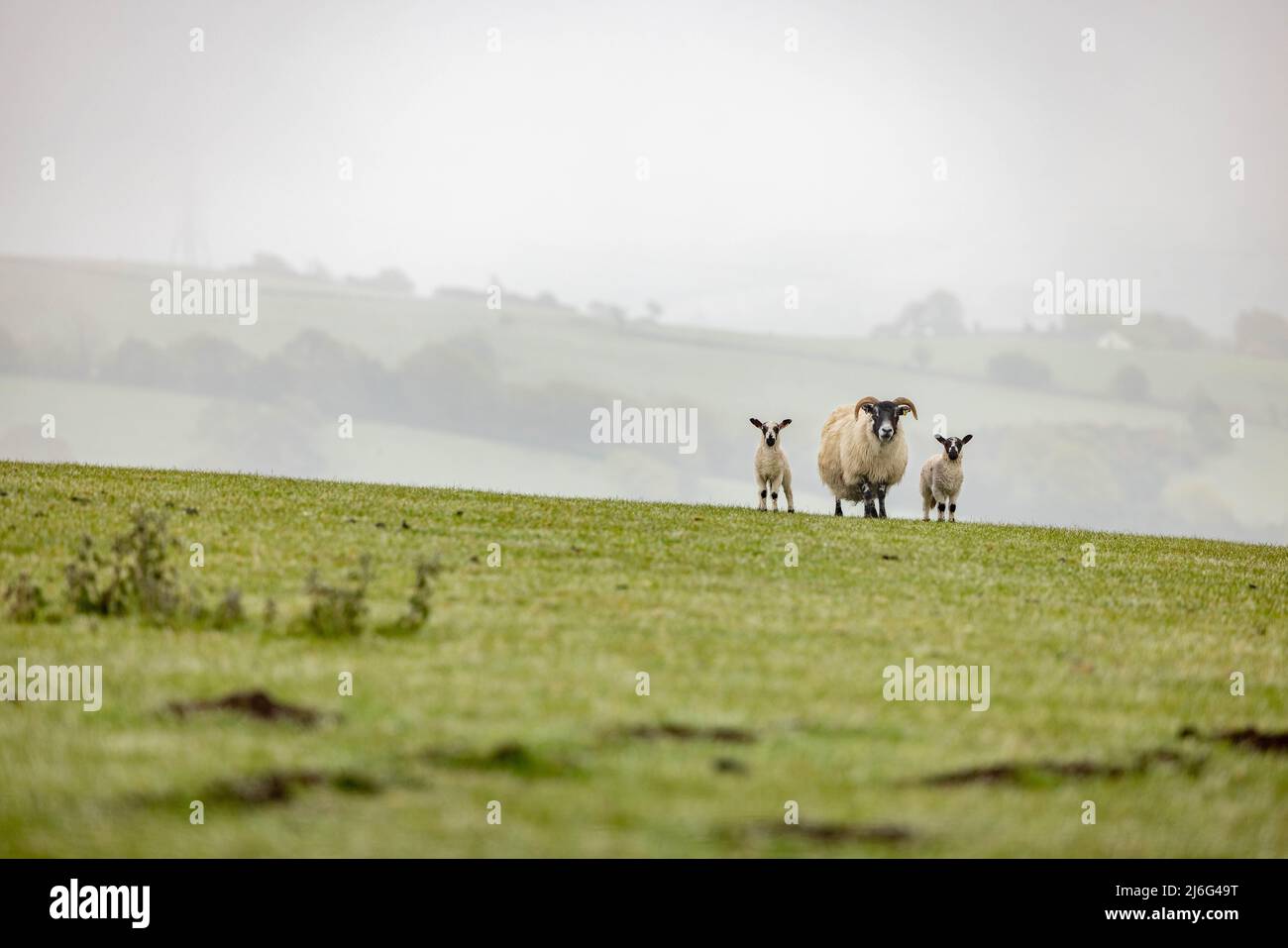 Sheep and lambs on Werneth Low, Hyde. Stock Photo