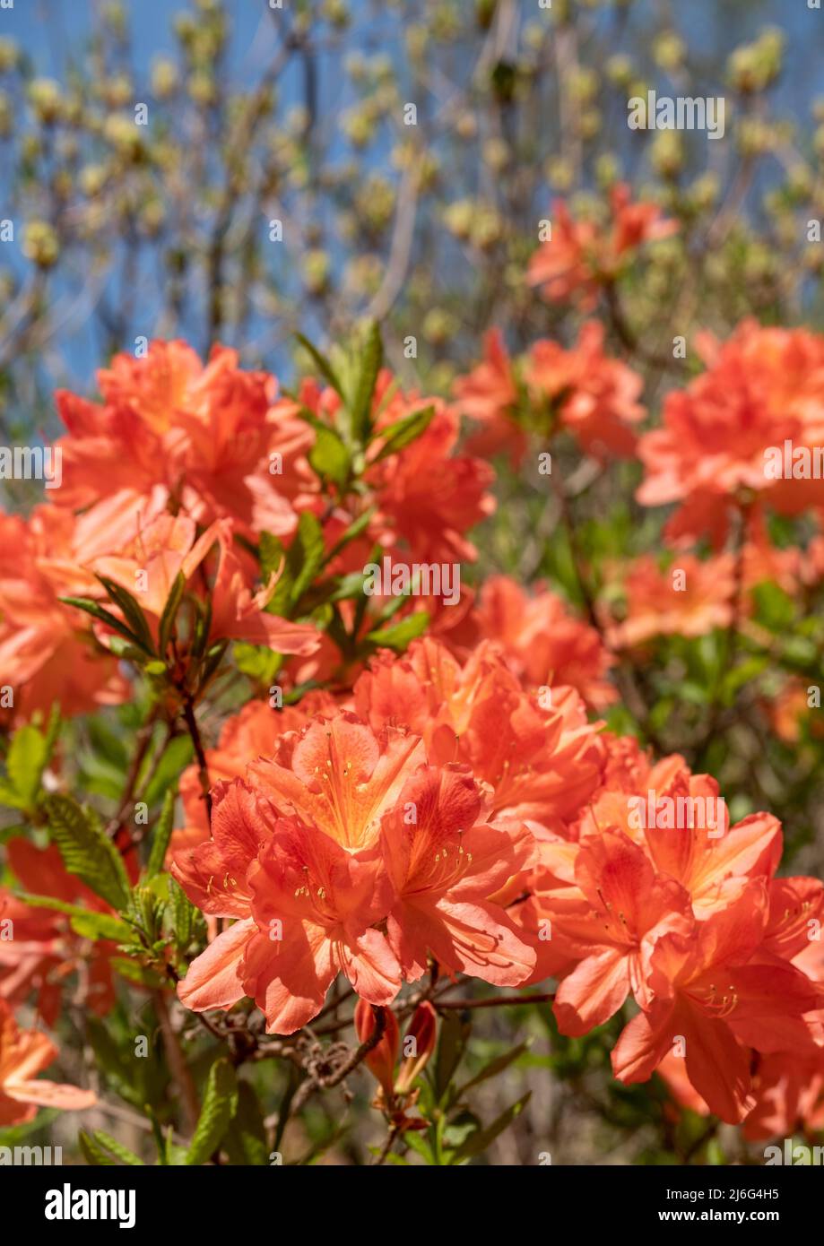 Langley country park in slough hires stock photography and images Alamy