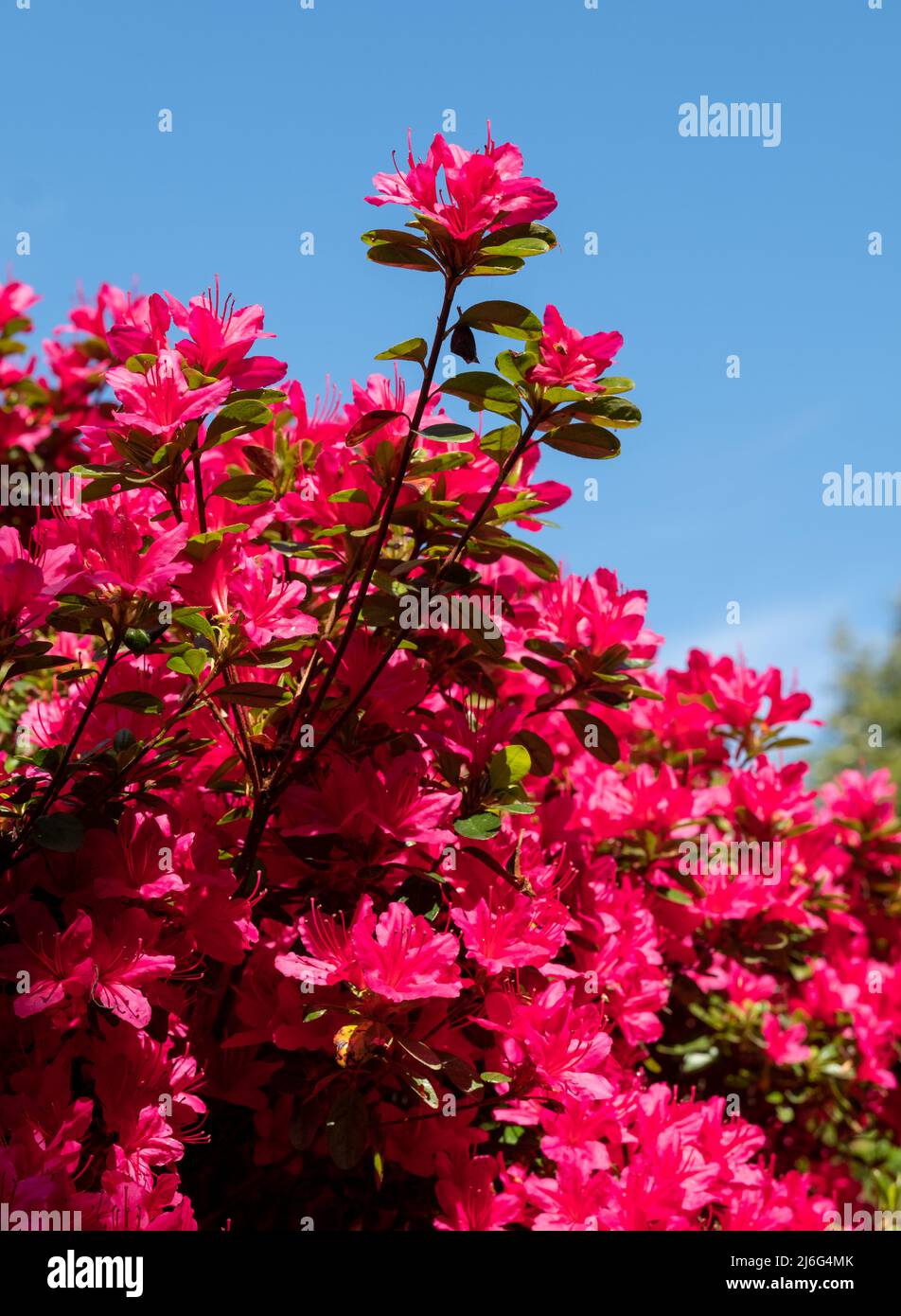 Bright pink rhododendron flowers, photographed in late spring in Temple