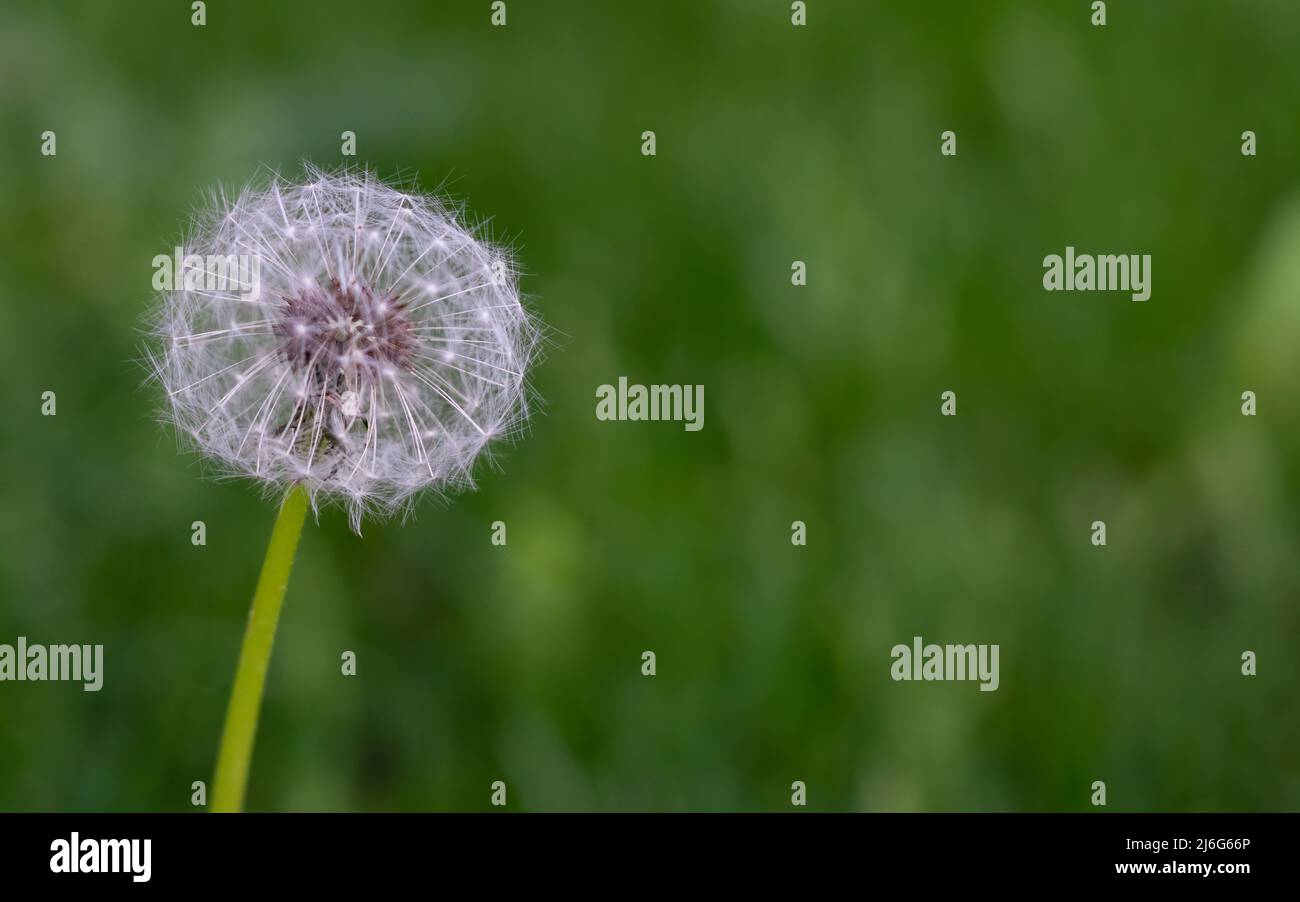 Close up view on dandelion flower turned into a seed. Place for text
