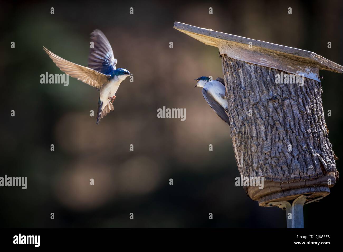 tree swallow pairs prepare their nests in a nest box (tachycineta bicolor) Stock Photo