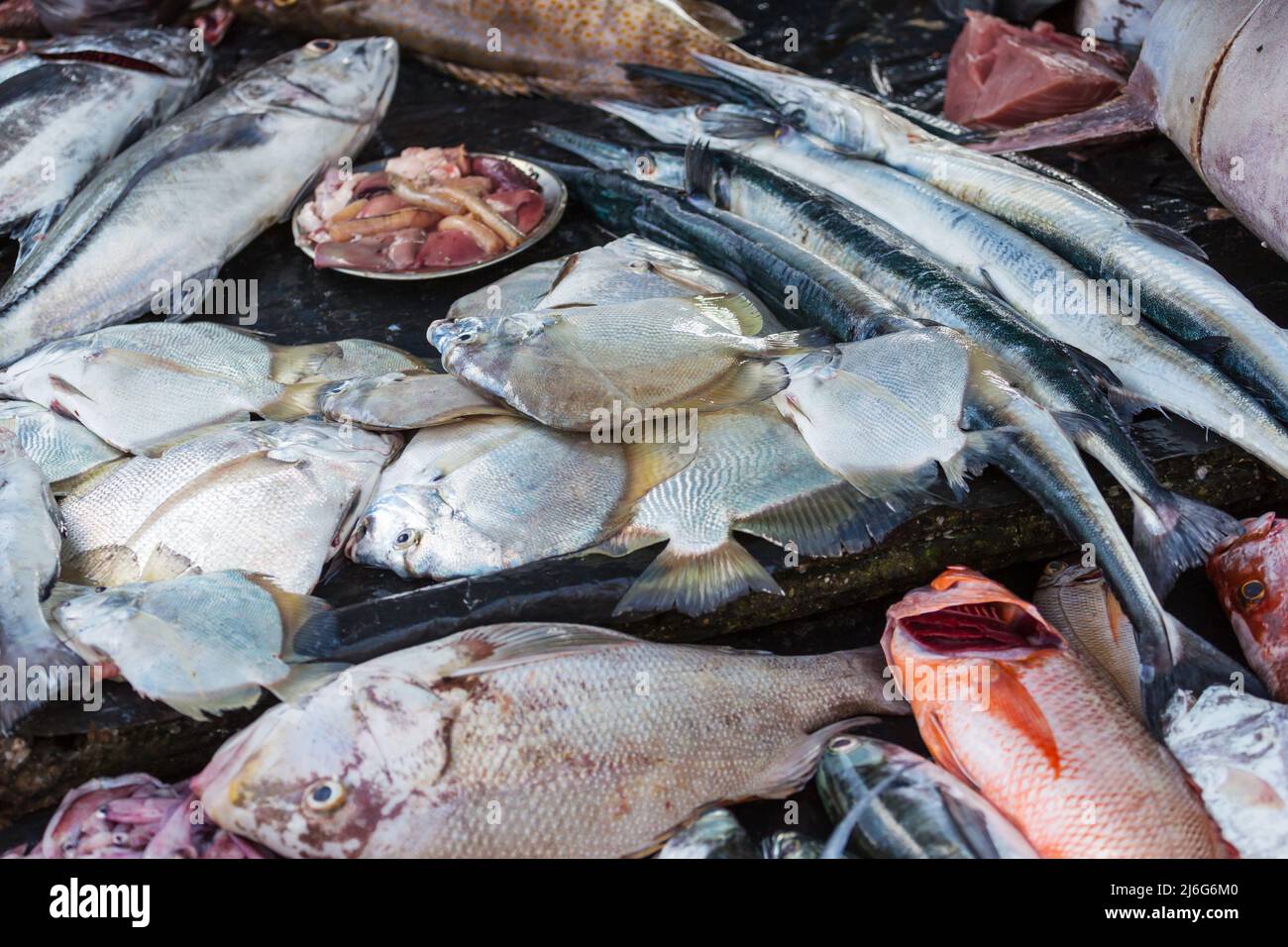 Fresh fish in fish market, Sri Lanka Stock Photo Alamy