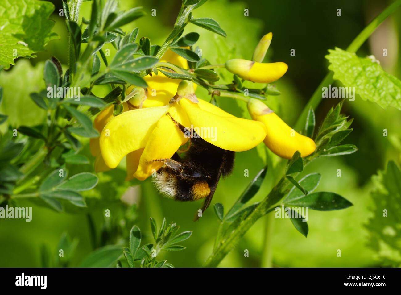 Close up bumblebee species in the Bombus lucorum-complex, family Apidae on yellow flowers of Cytisus scoparius (syn. Sarothamnus scoparius), Stock Photo
