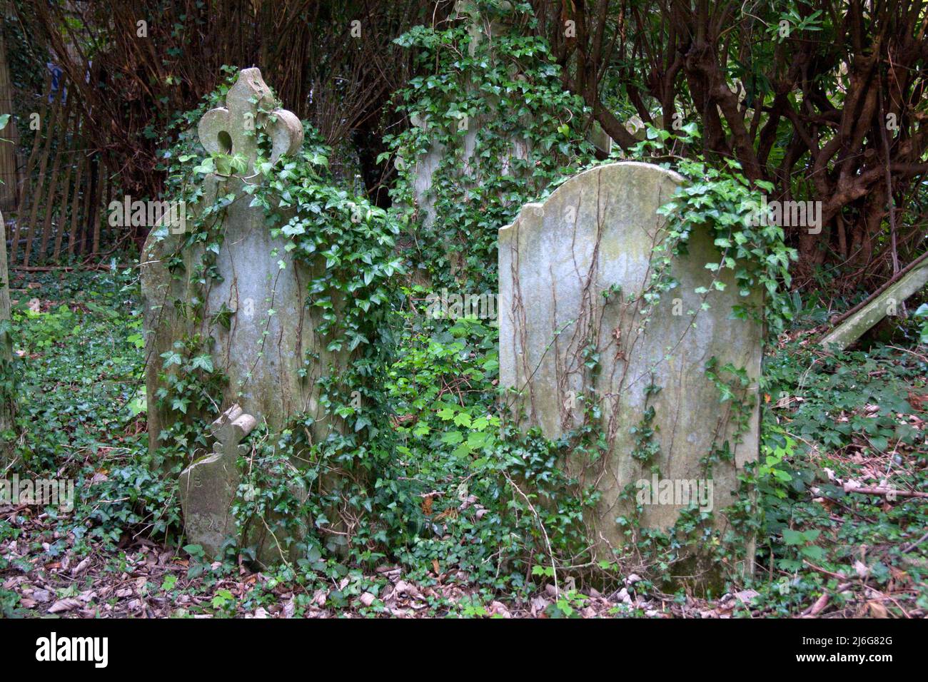 2 eerie old gravestones covered in ivy in the cemetery of derelict Petworth chapel where there was a fatal bombing of a boys school in 1942. Stock Photo
