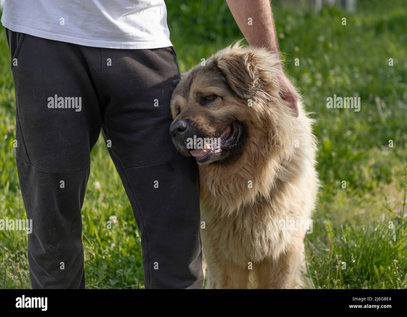 Beautiful long haired Russian Caucasian Shepherd dog snuggles against the leg of its male owner Stock Photo