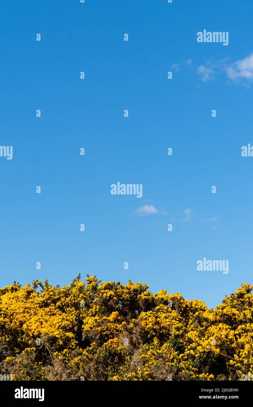 Yellow gorse flowers against a blue summer sky with a cloud Stock Photo