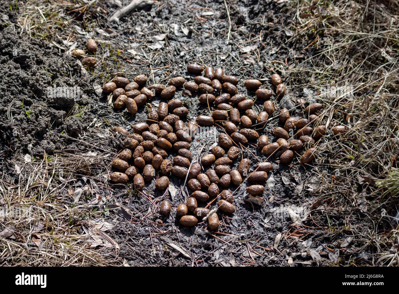 Fresh moose scat poop feces on a hiking trail at State Forest State
