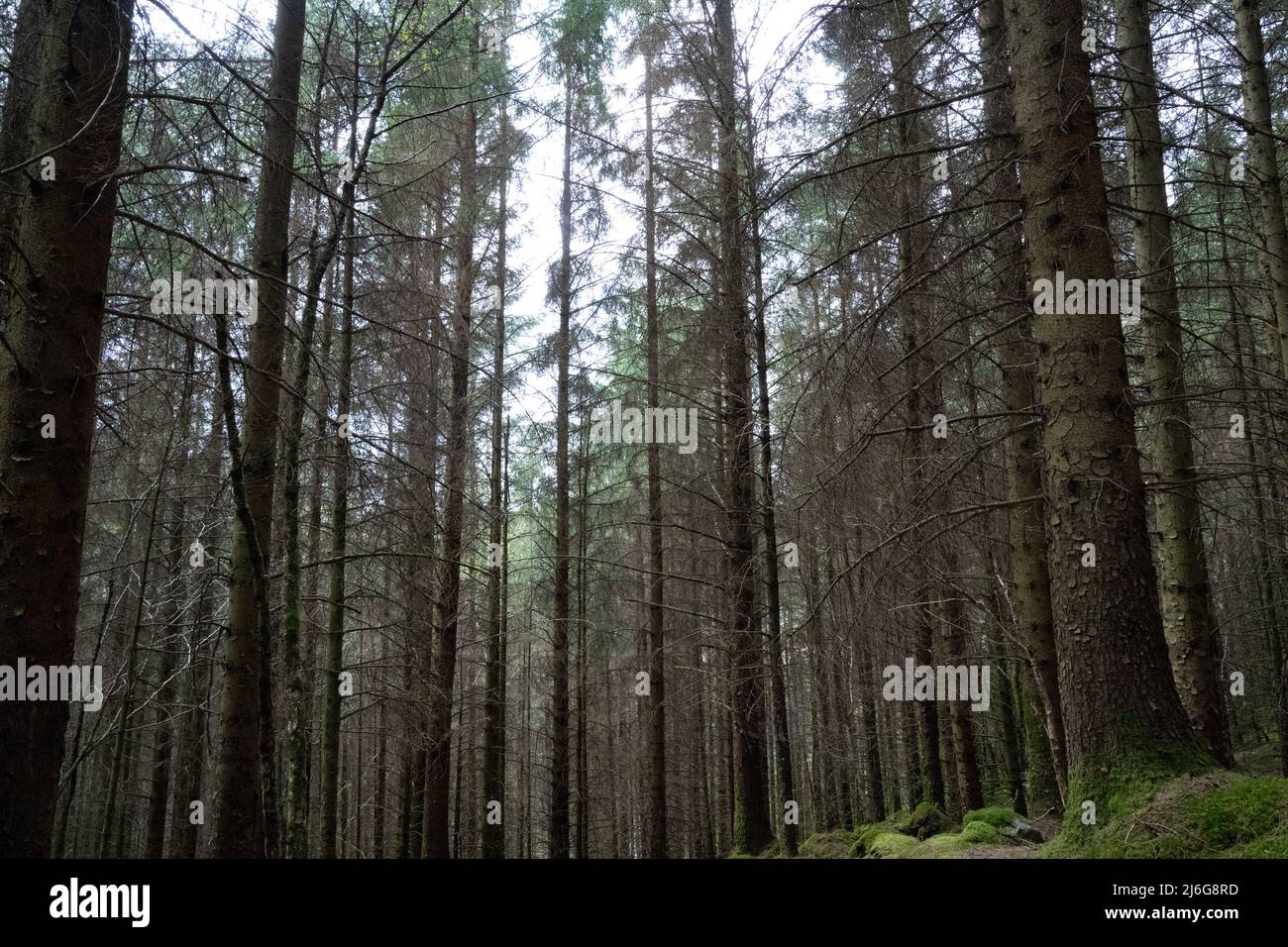 Trees and reflections at Glen Lochan, Glencoe, Scotland Stock Photo