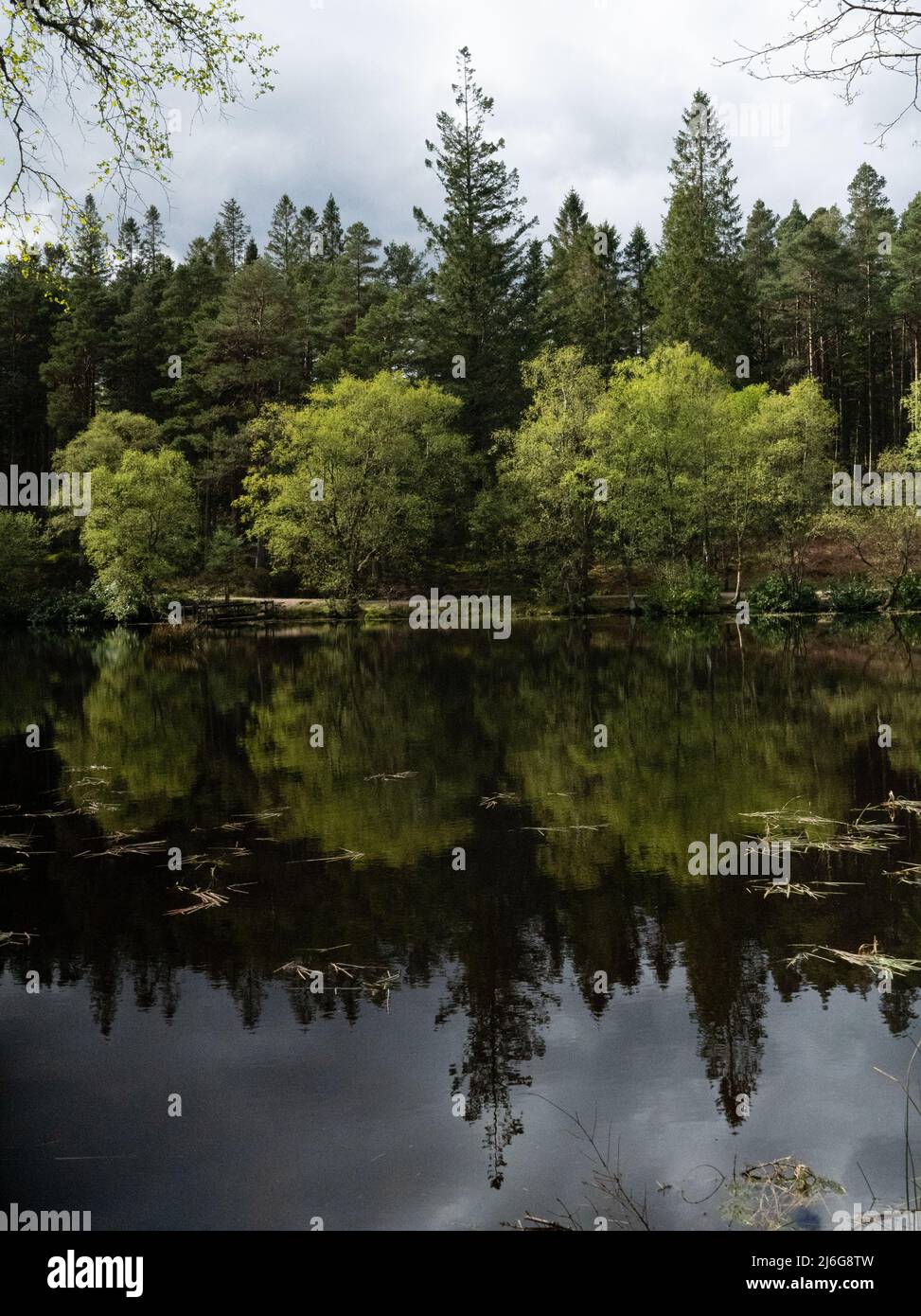 Tranquil Scottish loch reflecting spring woodland and cloudy sky Stock Photo