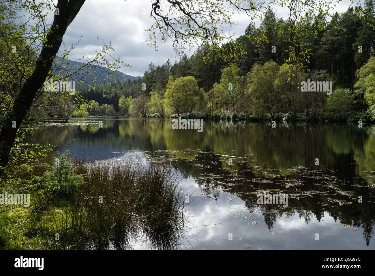 Tranquil Scottish loch surrounded by spring woodland with perfect reflections Stock Photo