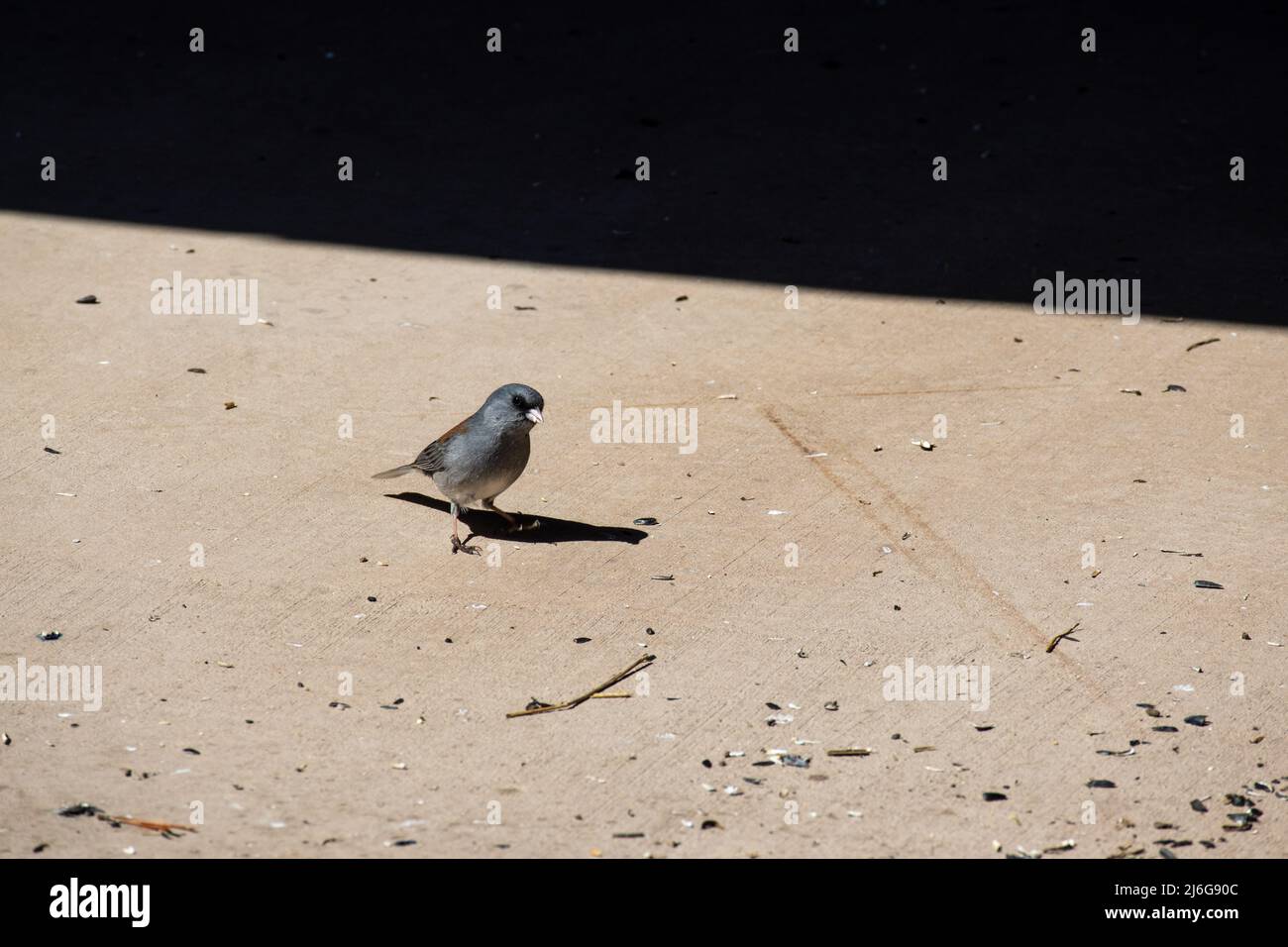 A dark eyed junco stands on the ground near fallen birdseed, foraging for food Stock Photo