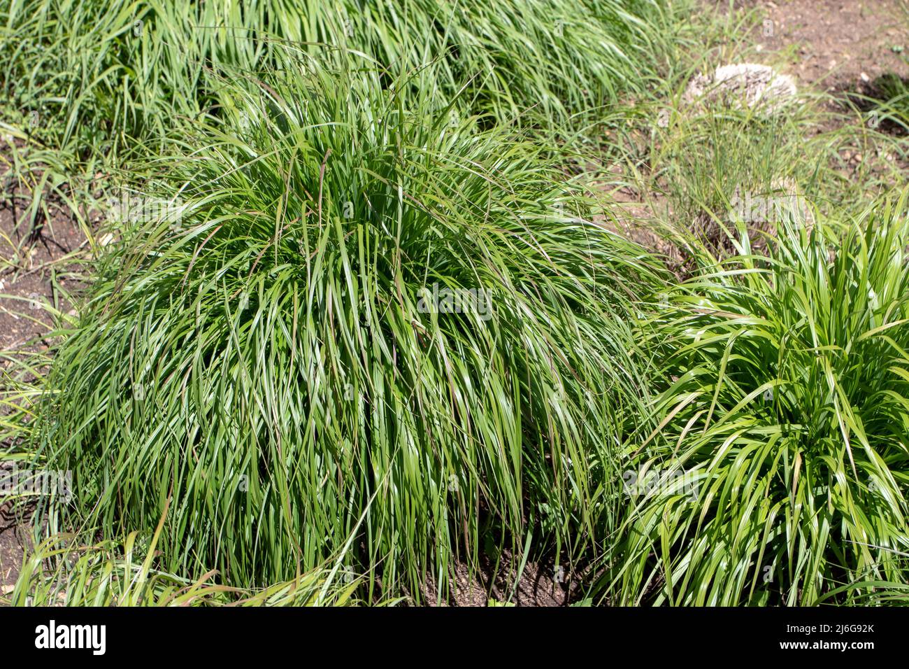 Pennisetum alopecuroides,the Chinese pennisetum, Chinese fountaingrass, dwarf fountain grass, foxtail fountain grass,  or swamp foxtail ornamental gra Stock Photo