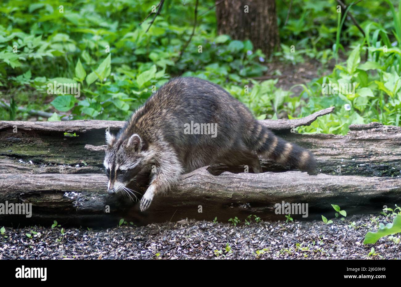 wild raccoon searches for food and fruit at a nature center Stock Photo Biology Diagrams