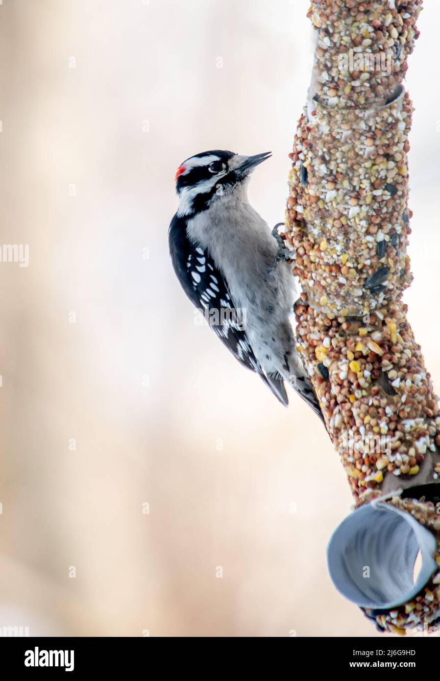 downy woodpecker perches on a bird feeder made with toilet paper rolls