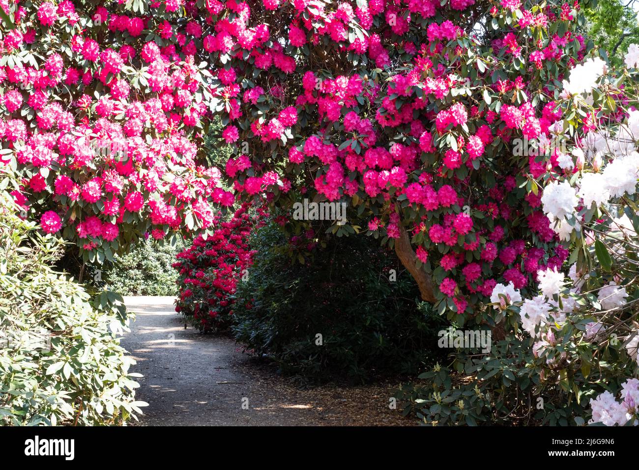 Tunnel of brightly coloured pink rhododendron flowers, photographed in