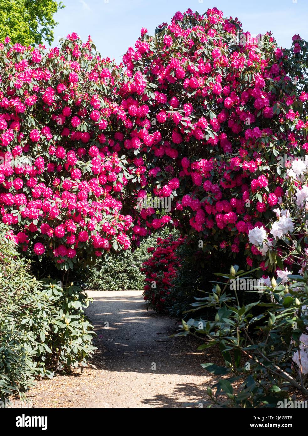 Tunnel of brightly coloured pink rhododendron flowers, photographed in