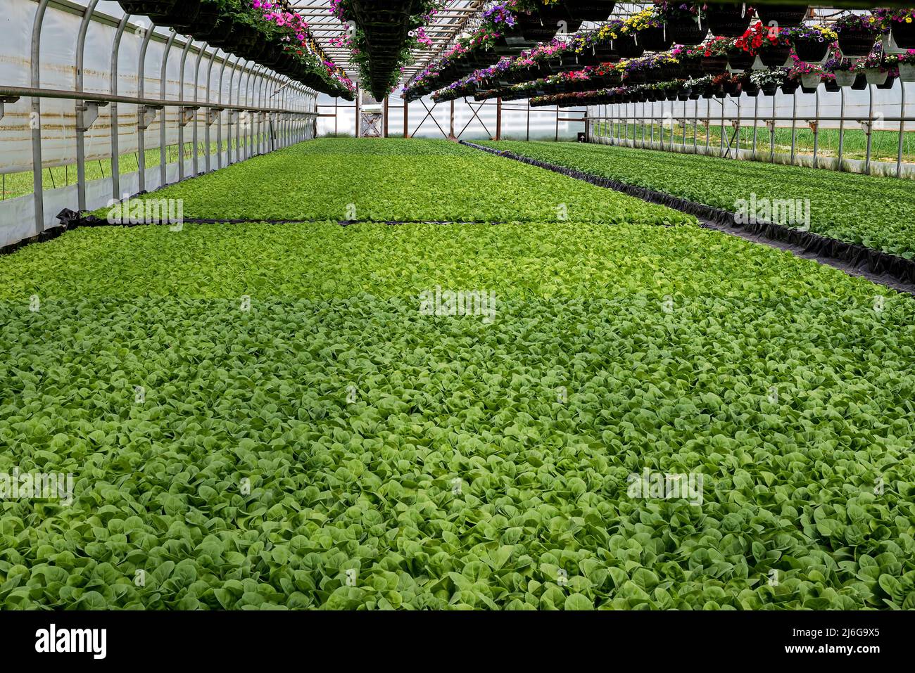 Tobacco seedlings growing hydroponically in a greenhouse. When dried tobacco leaves are mainly smoked in cigarettes and or cigars. Stock Photo
