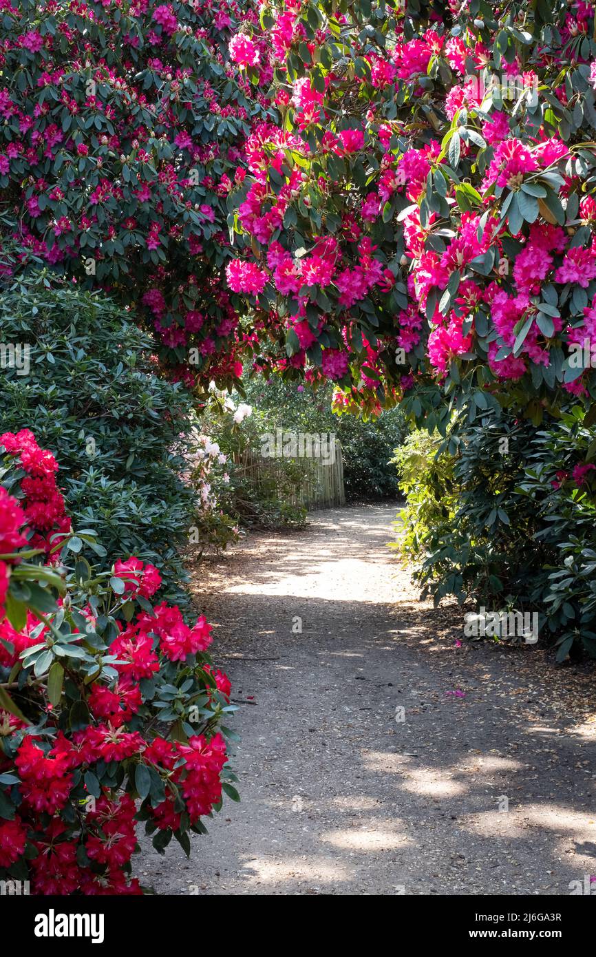 Tunnel of brightly coloured pink rhododendron flowers, photographed in late  spring in Temple Gardens, Langley Park, Slough UK Stock Photo - Alamy