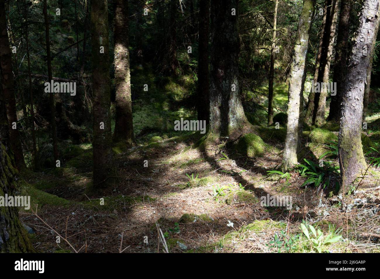 Sutherland Ps Sunlight in a dark Forest, Sutherlands Grove, Barcaldine, Scotland ...