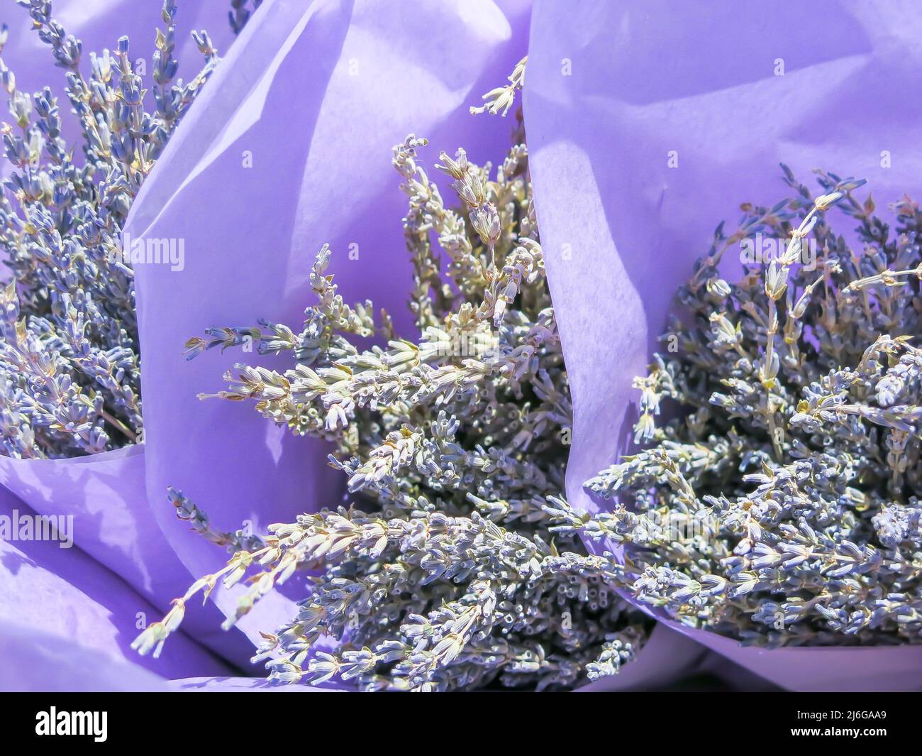 Lavender Flowers Ready for Sale Stock Photo