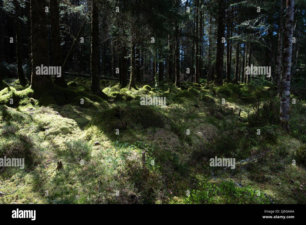 Sutherland Ps Sunlight in a dark Forest, Sutherlands Grove, Barcaldine, Scotland ...